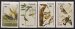 Audubon Birds