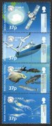 Antarctic Marine Life
