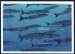 Barracudas