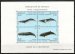 Marine Mammals