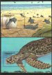 Turtles