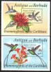 Hummingbirds in the Caribbean