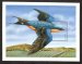 Barn swallow