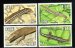 Skinks