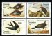 Audubon Birds