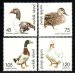 Ducks, Geese
