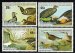Audubon birds