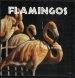 Flamingos
