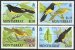 Montserrat oriole