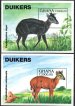 Duiker antelopes