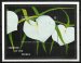 Orchids of the World