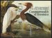 Audubon Birds