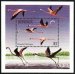 Birds of Dominica, flamingoes