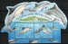 Dolphins of the Pitcairn Islands