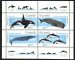 Marine mammals