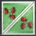 Lady bugs