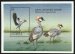 Grey crowned cranes