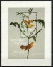 Audubon birds