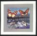 Butterflies and insects