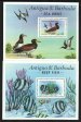 Butterfly fish or Brown booby bird