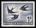 Barn Swallows