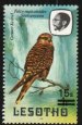 Greater Kestrel