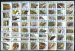 60 different bird stamps