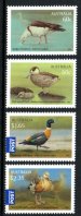 Ducks