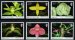 Orchids