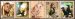Lion, polar bear, snow monkey,