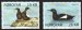 Black seabird