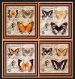 Scout Jamboree and butterflies