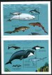 Whales, dolphins and sharks