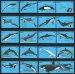 Dolphins, porpoises