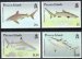 Sharks