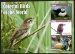 Birds of the World