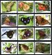 Butterflies