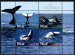 Niue Whale Watching