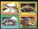 Philippine Crocodile-WWF