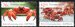 Crabs